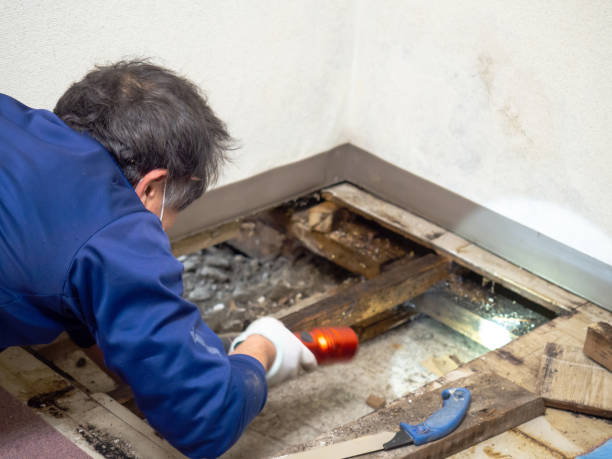 Best Crawl Space Mold Remediation in Westway, TX