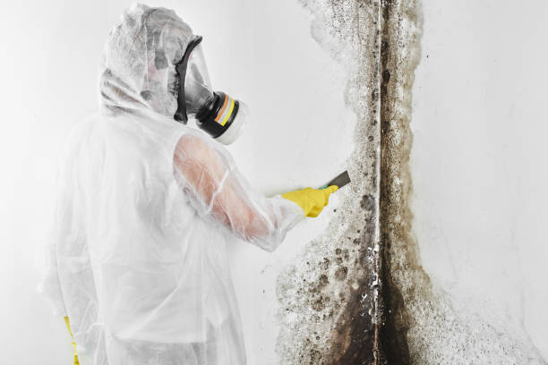 Best White Mold Remediation in Westway, TX