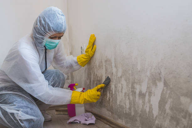 Best Health and Safety Mold Remediation in Westway, TX