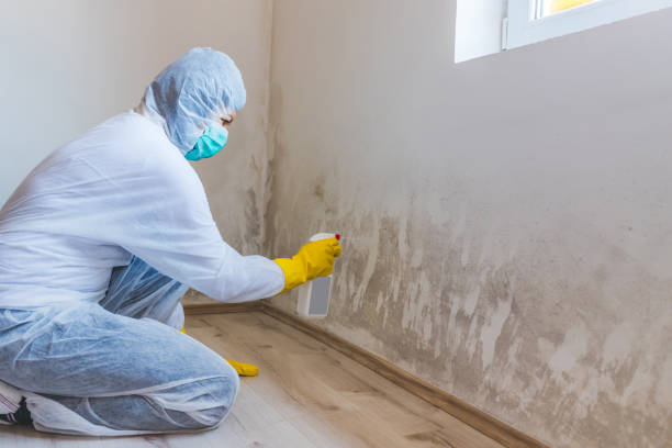 Best Attic Mold Remediation in Westway, TX
