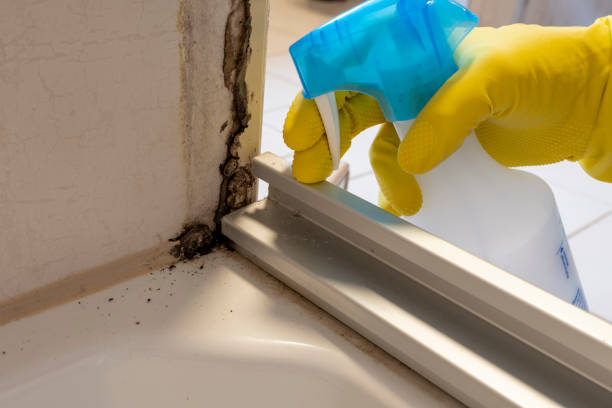 Best Post-Flood Mold Remediation in Westway, TX