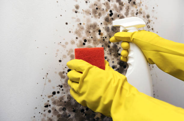 Best Mold Remediation for Specific Building Types in Westway, TX