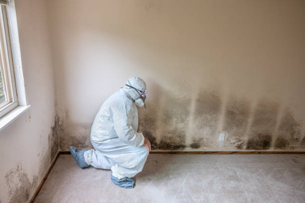 Best Bathroom Mold Remediation in Westway, TX