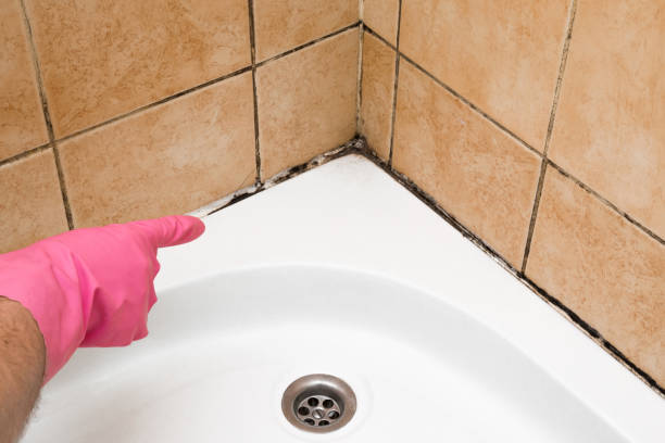 Best Localized Mold Remediation (e.g., coastal areas, humid climates) in Westway, TX